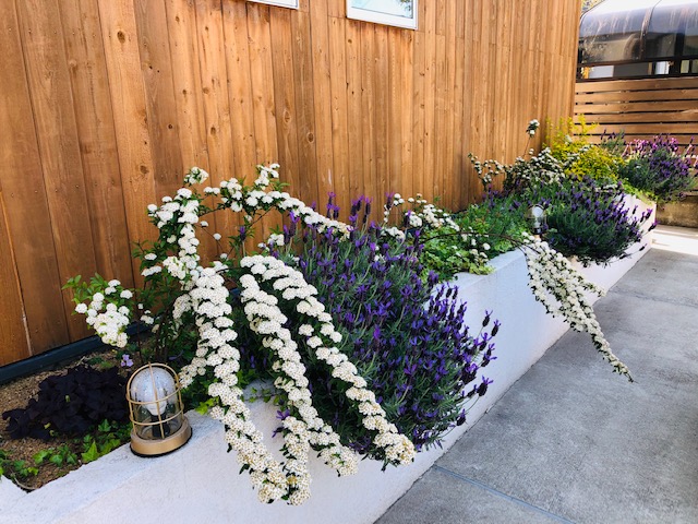 リノベ館の植栽