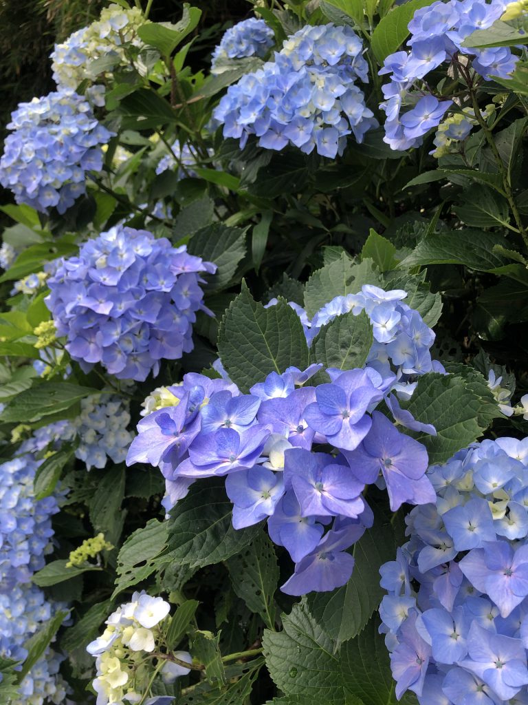 梅雨時期のアジサイ！