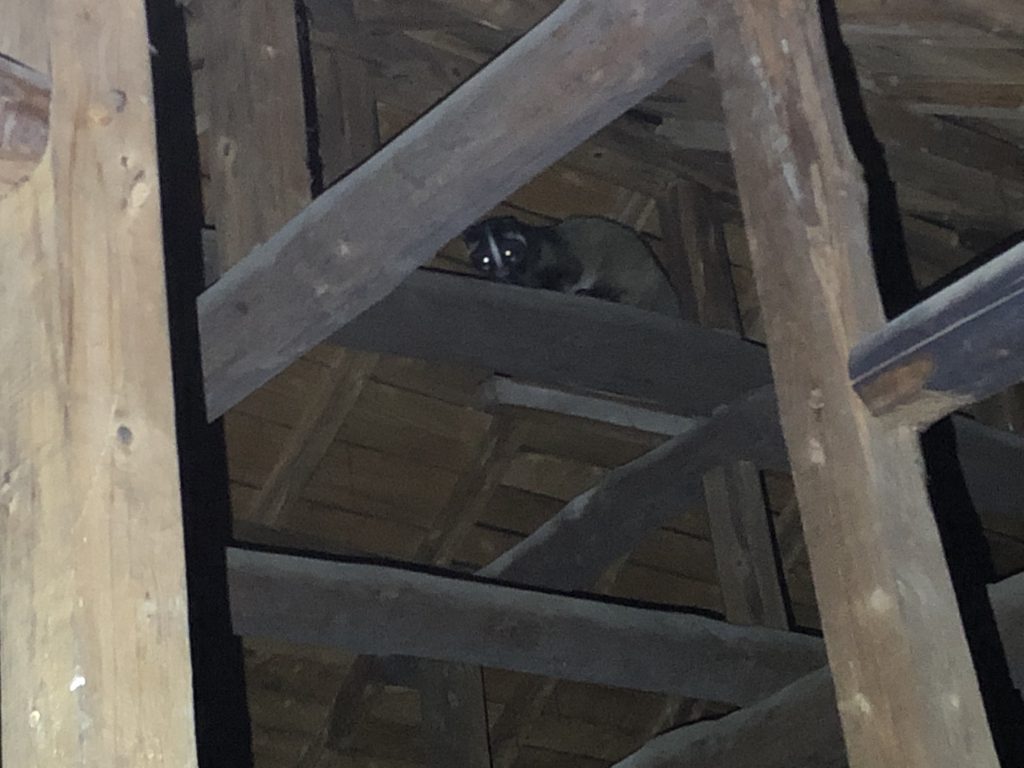 屋根裏に何かいる・・・。