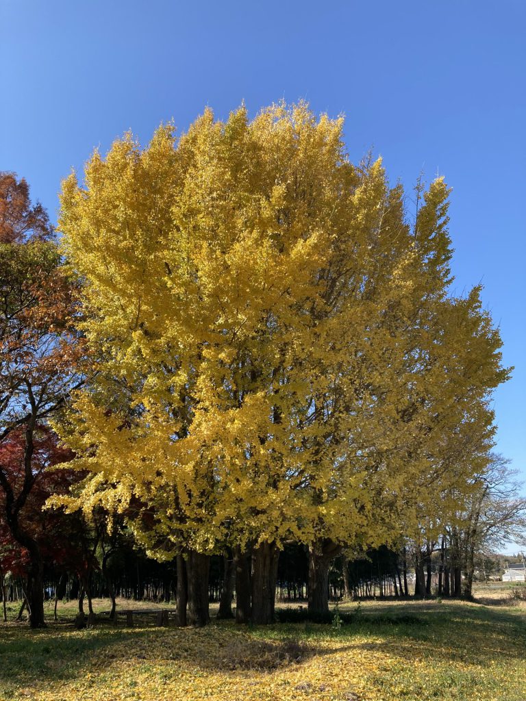 樹齢６０年の銀杏と紅葉