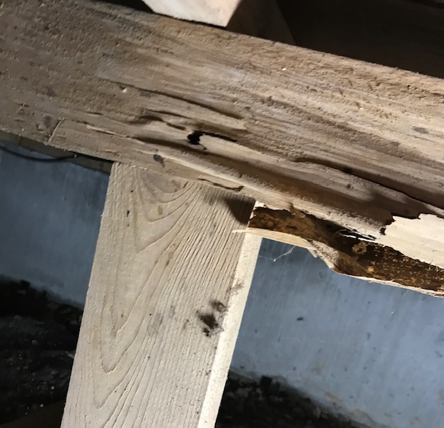 白蟻被害復旧リフォーム