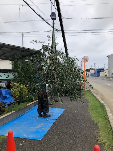 さようならオリーブの木