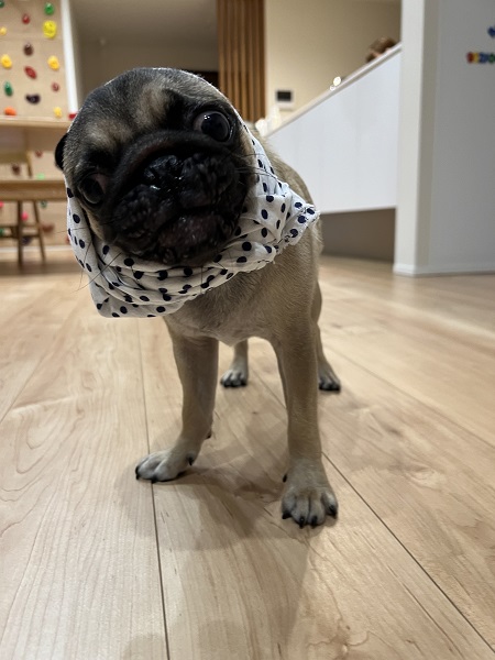 8月はパグの日！9月は現場見学会！