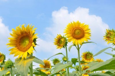 夏季休業のお知らせ